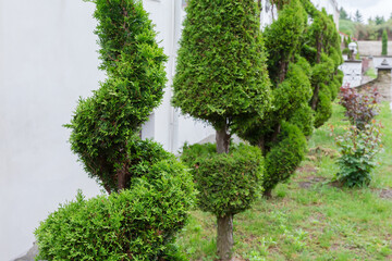 Shaped ornamental juniper trees planted in row along the building