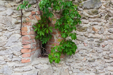 Maiden grapes with fresh leaves creeping on fortress defensive wall