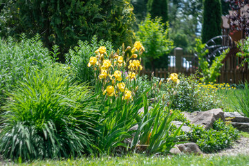 Application natural stone and yellow iris flower landscape design. Stone path in garden with bushes trees flowers. Beautiful manicured green plants in gardening. Example designers in public park.