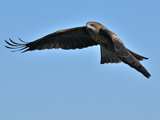トビ　Black Kite