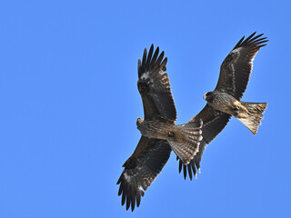 トビ　Black Kite