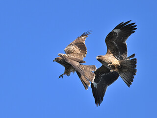 トビ　Black Kite
