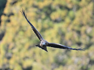 トビ　Black Kite