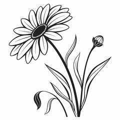 Elegant black and white daisy flower illustration