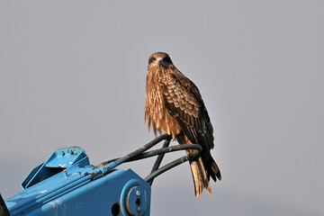 トビ　Black Kite