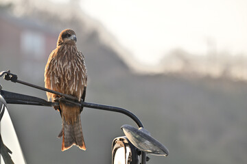 トビ　Black Kite