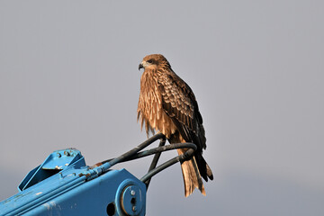 トビ　Black Kite