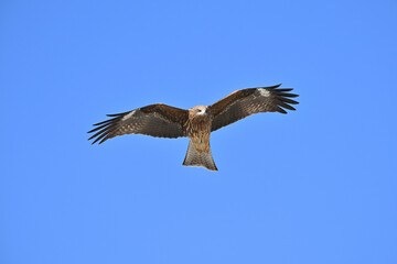 トビ　Black Kite