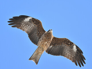 トビ　Black Kite