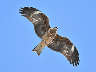 トビ　Black Kite