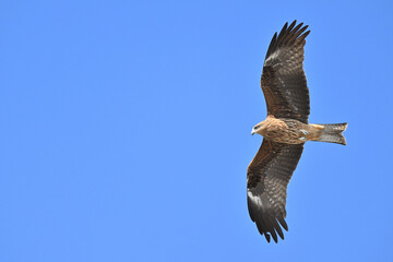 トビ　Black Kite