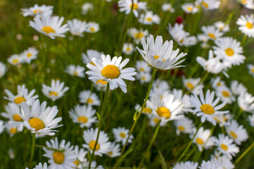 Ox-eye Daisy (Leucanthemum vulgare) in a garden