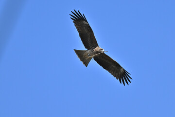 トビ　Black Kite