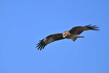 トビ　Black Kite