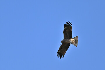 トビ　Black Kite