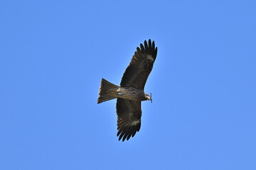 トビ　Black Kite