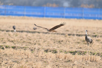 トビ　Black Kite