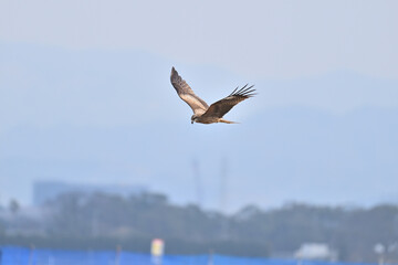 トビ　Black Kite
