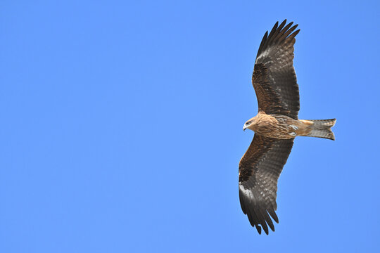 トビ　Black Kite