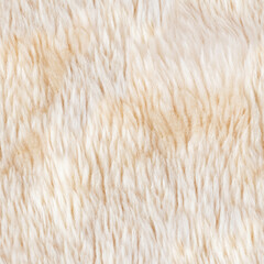 Seamless 4k photo texture of ivory brown bear fur material.