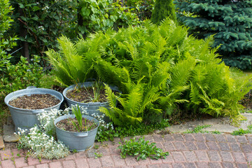 rustic garden -  fern and plants in tin tub