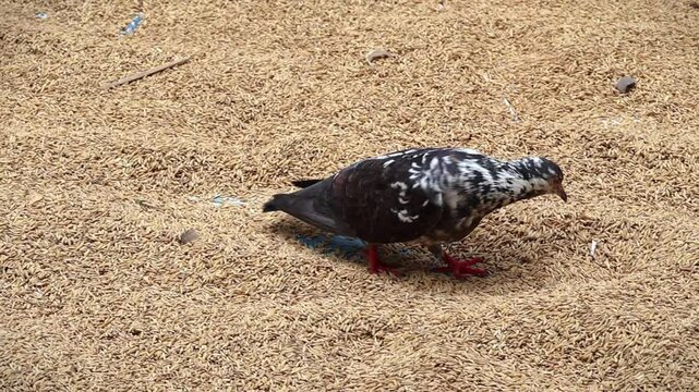 Pigeon walking and eating rice grains. Domestic pigeon in Bangladesh. Columba livia domestica pecking food. Bird foraging.