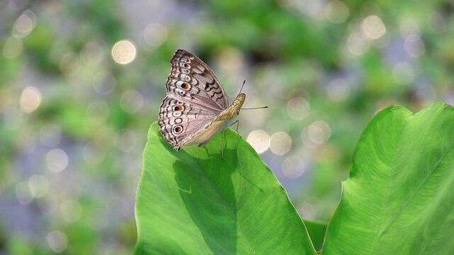 Gray Pansy Butterfly (Junonia atlites) on Taro Leaf. Slow Motion Wing Movement, Flying Away. Vibrant Nature Bokeh.