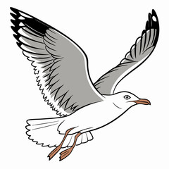 Professional seagull illustration, isolated, transparent background