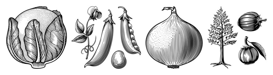 Vector Detailed botanical featuring artichoke peas onion wheat and eggplant.