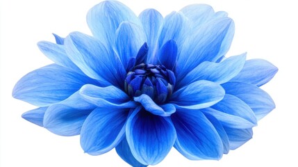 A vibrant blue dahlia flower with layered petals against a white background