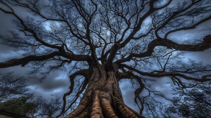 Majestic Ancient Tree Branches Reaching Skyward