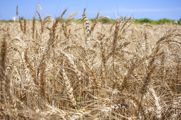 View of a field of wheat