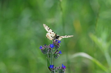 butterfly on a flower.  polyxena