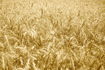 View of a field of wheat