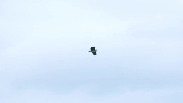 A heron soars high in the sky with outstretched wings. The cloudy background emphasizes its flight.