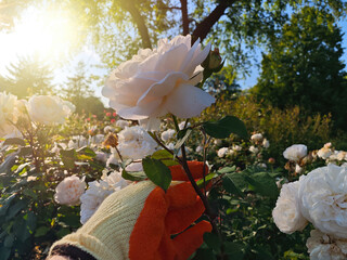 Floral Gardening in Summer with Roses. A person wearing orange and yellow gardening gloves tends to...