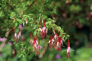 Branch of pink and red Fuchsia blooms, Kent England
