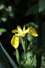Closeup of a Yellow flag iris flower in dappled sunlight, Kent England
