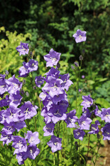Bed of sunlit Bellflower plants, Kent England