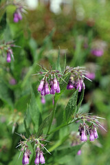 Closeup of Common Comfrey flowers, Kent England

