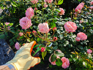 Gardener’s Hand in Glove Pruning Pink Roses in Sunlit Summer Garden. Perfect for themes such as...