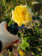 Close-up of a gardener's hand in a black dotted glove using pruning shears to trim a vibrant yellow...