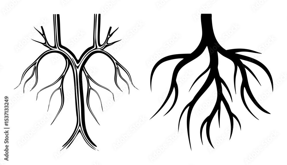 Poster vector detailed root system illustrations showcase botanical structures.