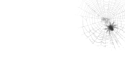Subtle spider web shadow on white background, perfect for Halloween-themed presentations, mockup overlays, minimalist designs, and product photography backgrounds.