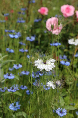 Macro image of a white Love-in-a-mist flower, Kent England
