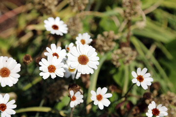 Macro image of Moroccan Daisy blooms, Kent England
