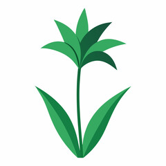 Obraz premium Anthericum Outline: Spider Plant