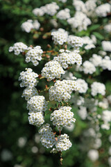 Macro image of Three-lobed Spiraea flowers, Kent England
