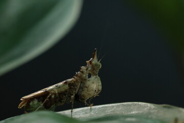 Unicorn Mantis (Ceratomantis saussurii) is a species of praying mantis native to Myanmar, Thailand, and Borneo