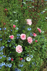 Pink Roses and blue Love-in-a-mist flowers, Kent England
